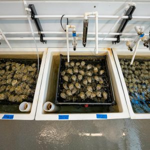 servicios acuicultura Arbúcies