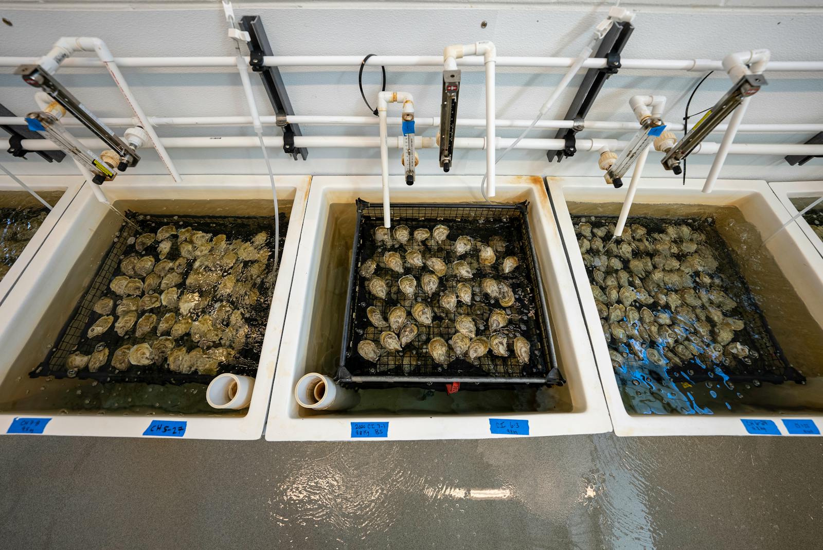 Three tanks with oysters in a shellfish hatchery, showcasing industrial aquaculture processes.