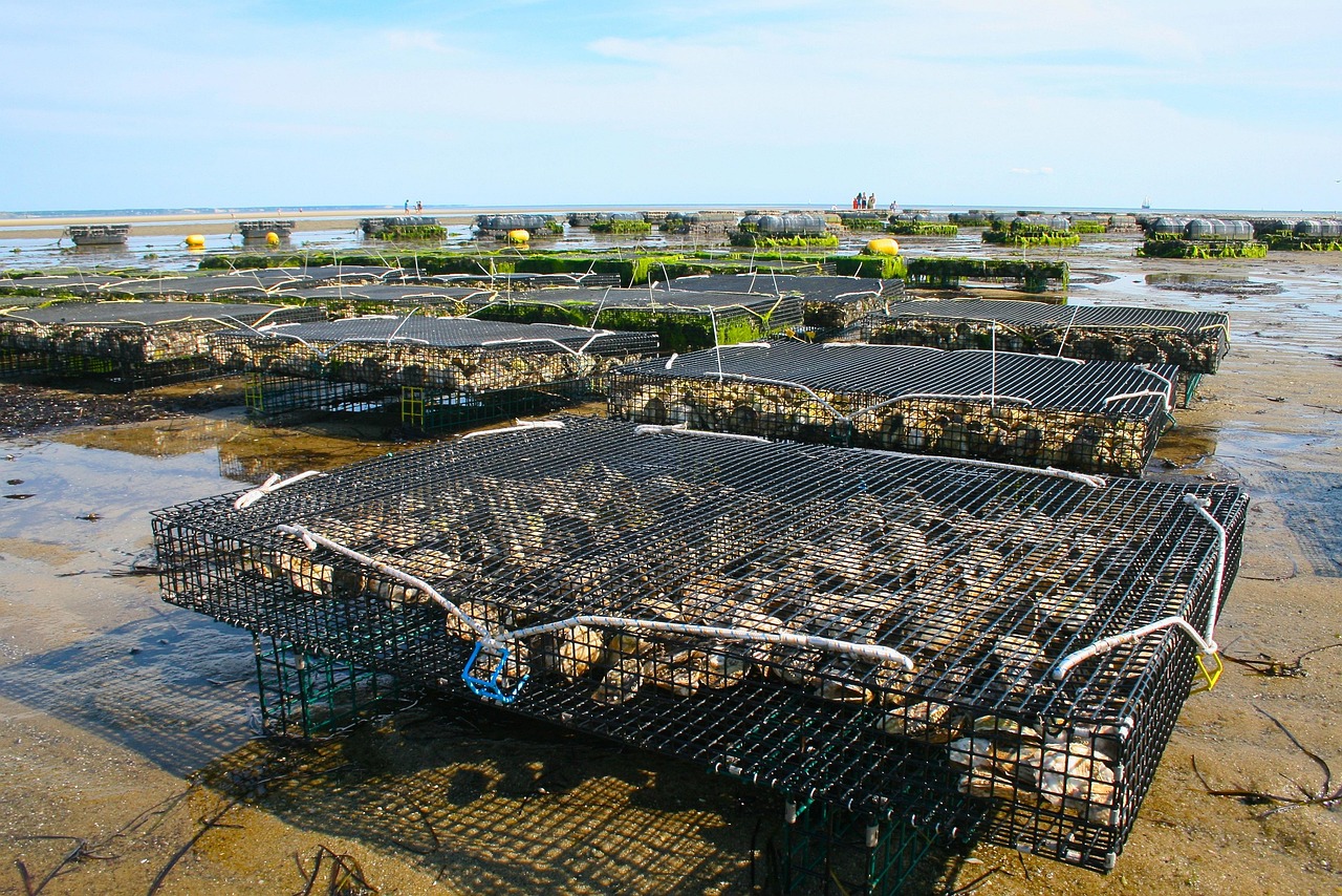 oyster farm, shellfish, fis, oyster, sea, shell, seafood, nature, mussel, aquaculture, fisherman, aquaculture, aquaculture, aquaculture, aquaculture, aquaculture