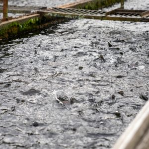 servicios acuicultura Arbúcies